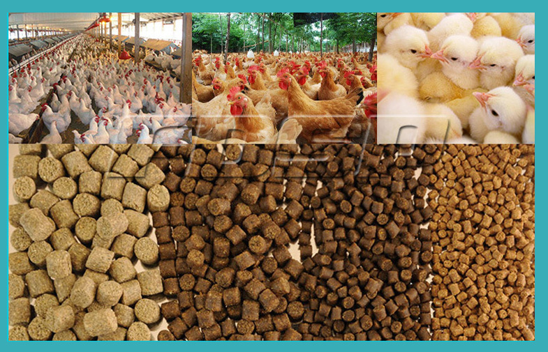 3-5tph Cow Feed Pellet Production Line